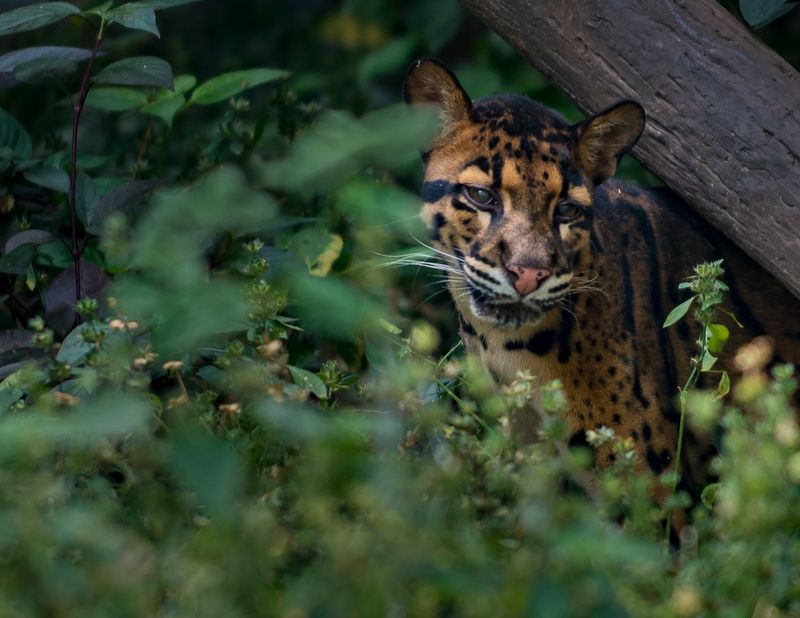 Sunda Clouded Leopard