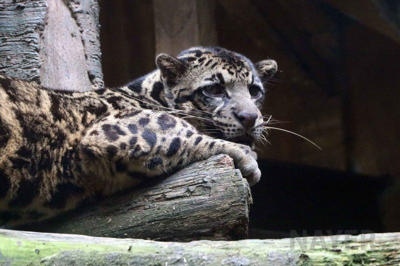 Sunda Clouded Leopard