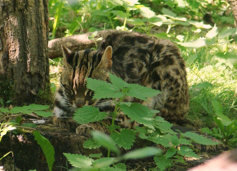 Sunda Leopard Cat (Leopardus javanensis)