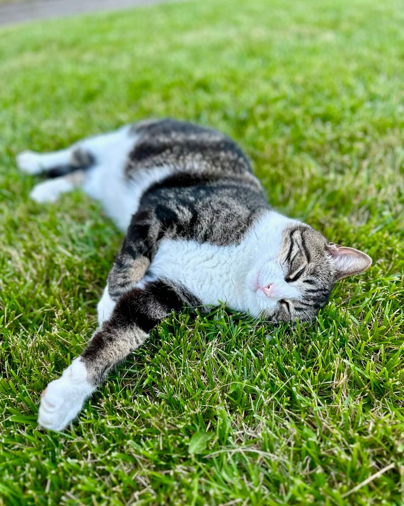 Sunny patch of grass