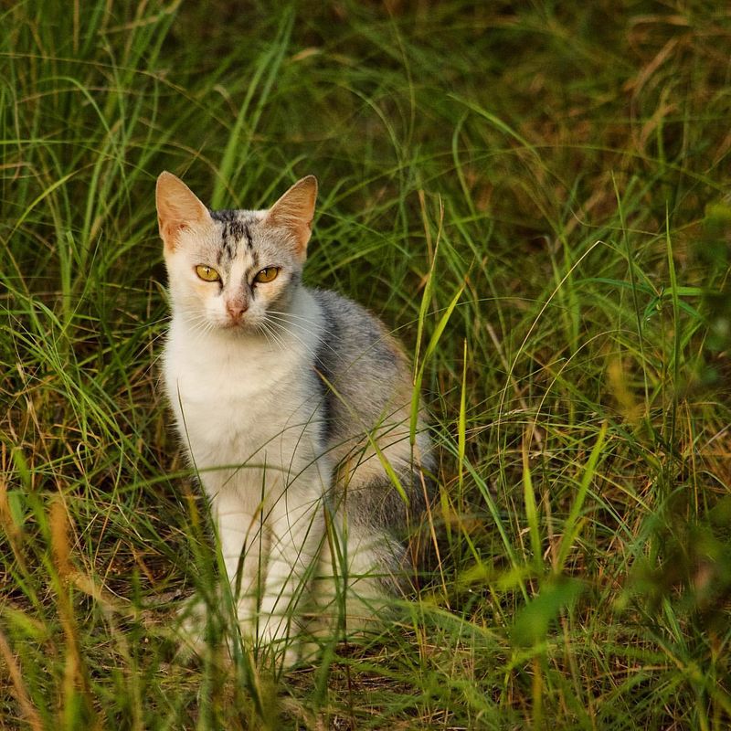 Supports Feral Cat Management Programs