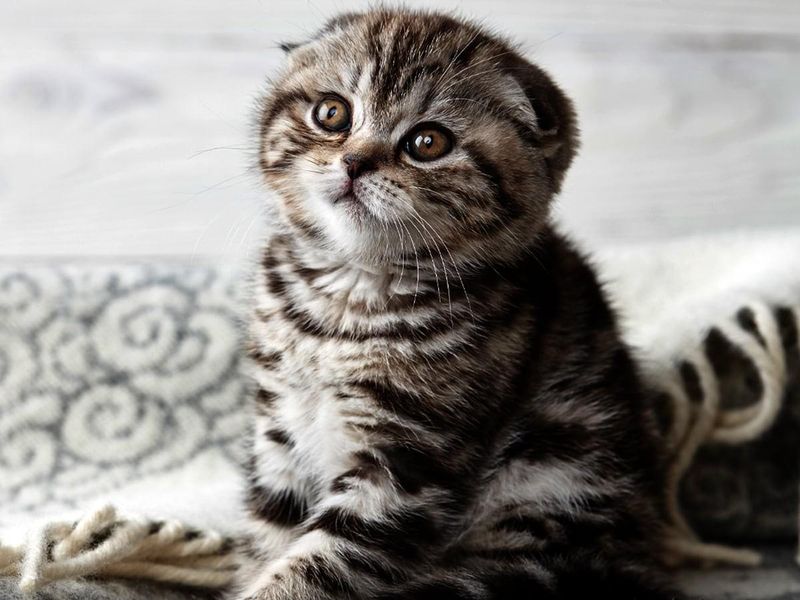 Tabby Scottish Fold