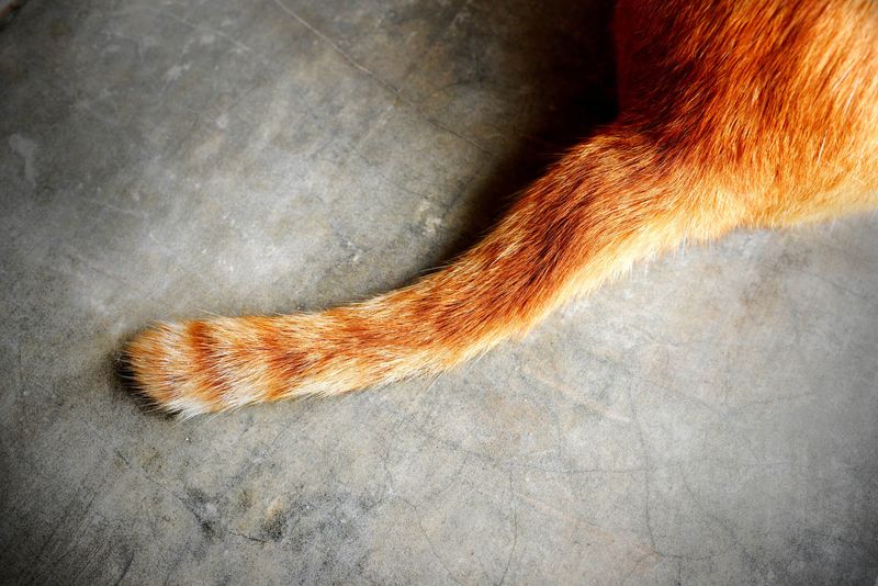 Tail Dragging or Limp – Illness or Injury