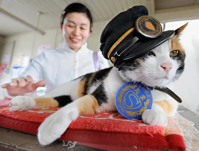 Tama – Japan’s Stationmaster Cat