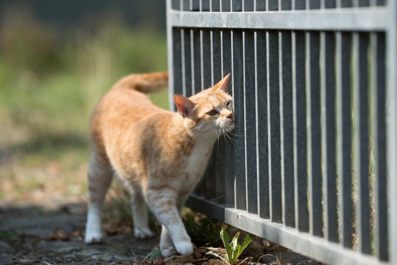 Territorial Marking