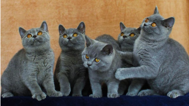 The 14 Best Cat Breeds for Homes with Multiple Felines