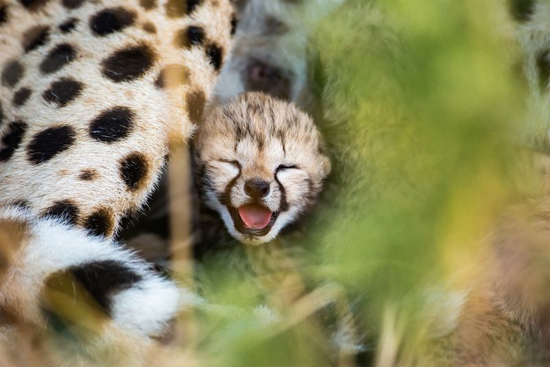 The 'Almost' Big Cat