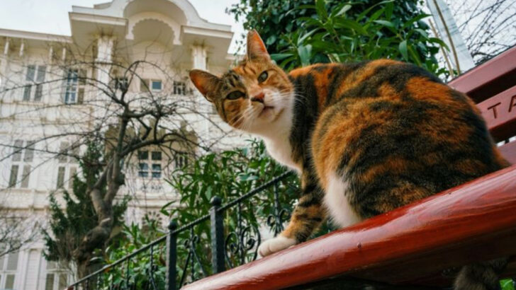 The Cat Lover’s Bucket List – 20 Cities You Can’t Miss