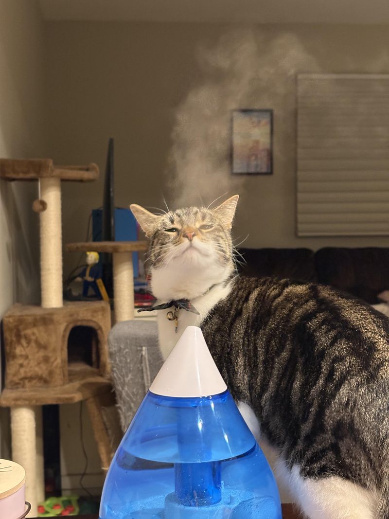 The Humidifier Trick 💨