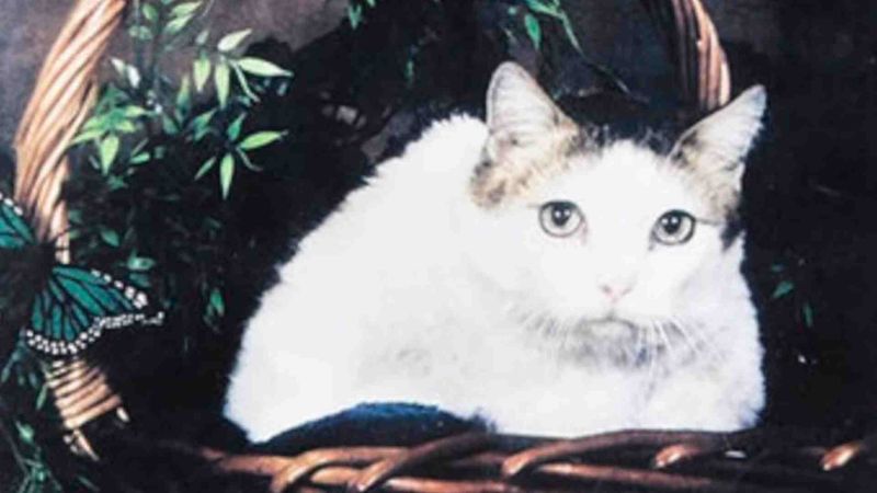 The Oldest Cat Ever Was an Indoor Cat