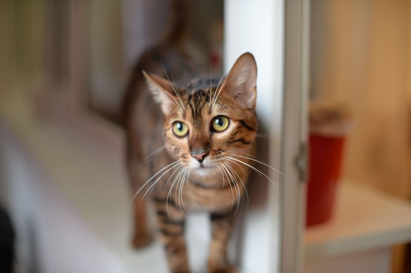 The Origins of the Toyger