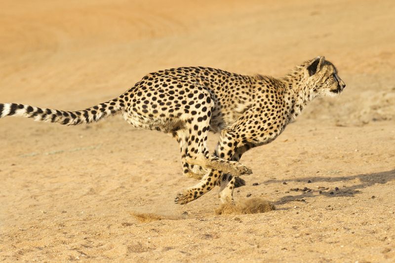 The Speed Demon of the Animal Kingdom