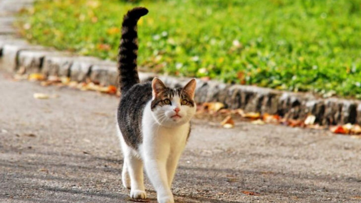 The Tail Tells All: 15 Hidden Messages Your Cat is Sending You