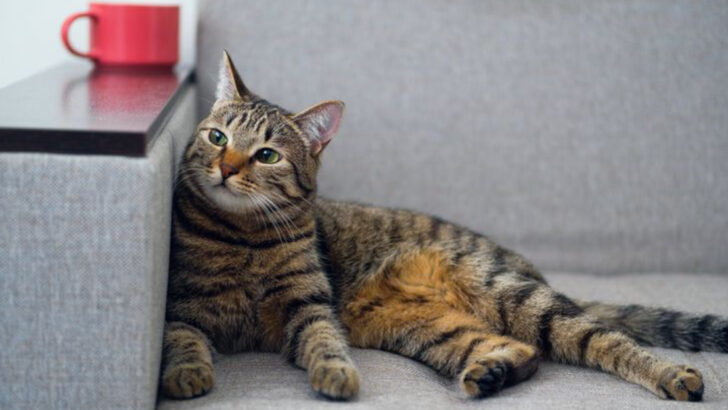 The Top 21 Mixed Cat Breeds That Steal Hearts