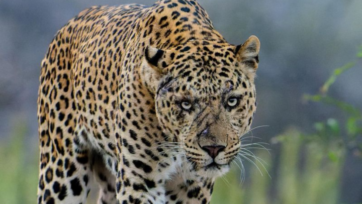 The Ultimate Ranking of the Top 20 Most Dangerous Cats on the Planet