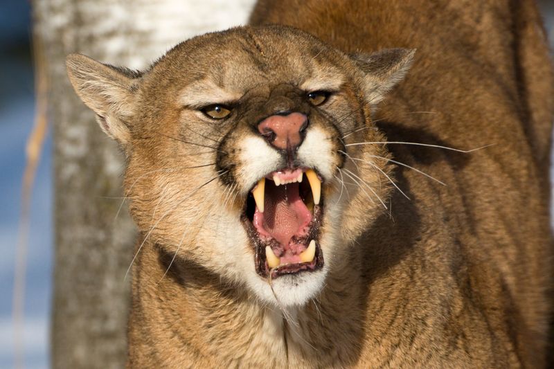 Their Jaw Strength Rivals That of Big Cats