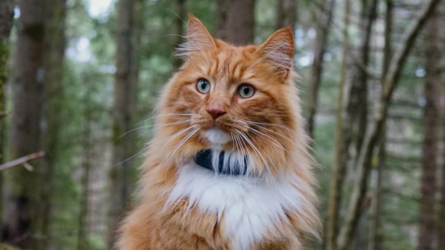 These Are the Favorite Cat Breeds for Each of the 50 States