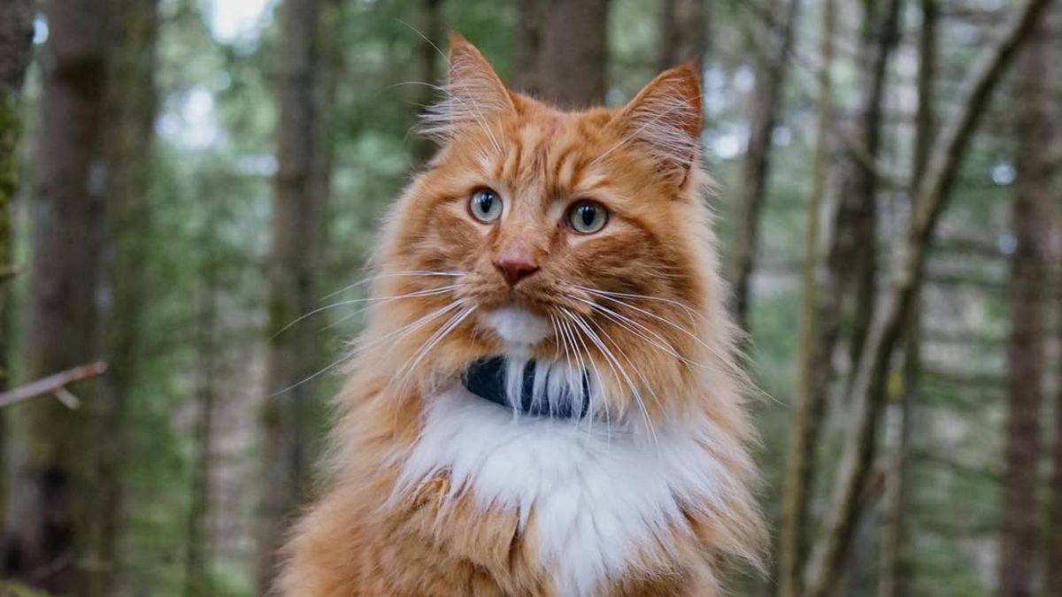 These Are the Favorite Cat Breeds for Each of the 50 States