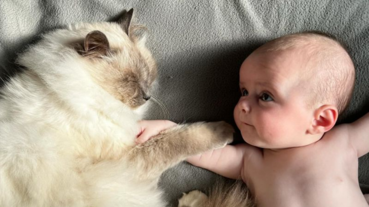 Thinking About a Birman Cat? Here Are 13 Reasons They Make Great Companions