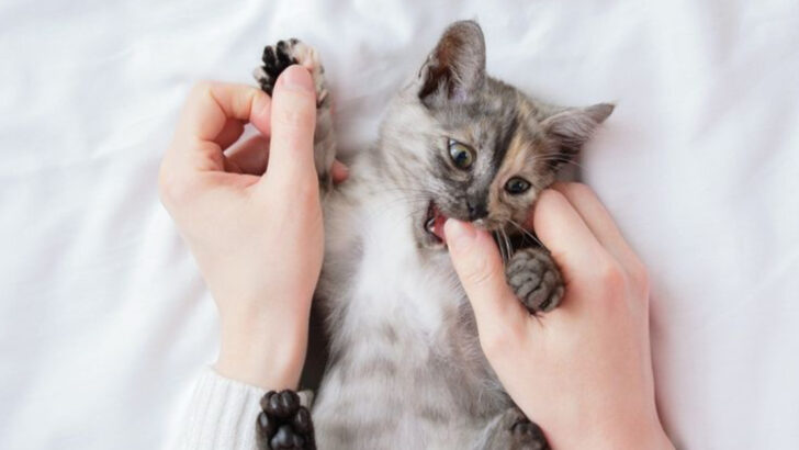 Thinking of Adopting a Kitten? Don’t Make These 15 Mistakes