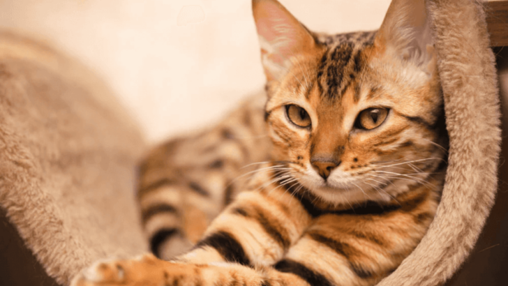 This Is Why Bengal Cats Aren’t for Everyone – 15 Reasons to Think Twice!