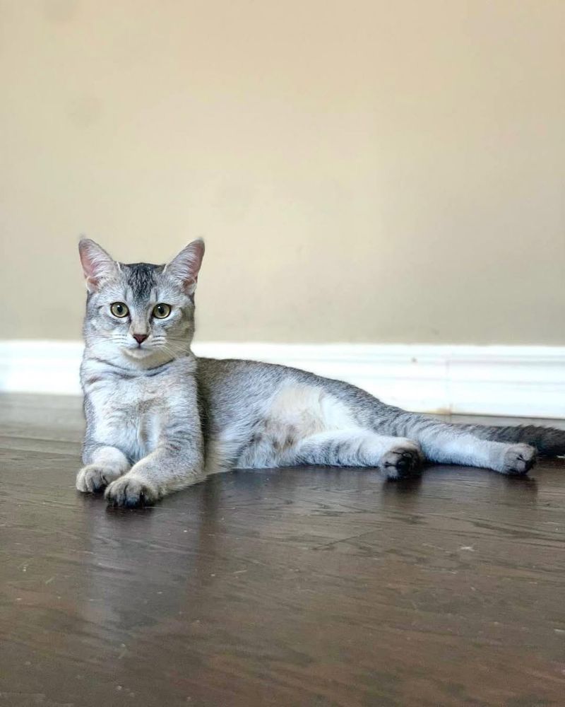 Ticked Egyptian Mau