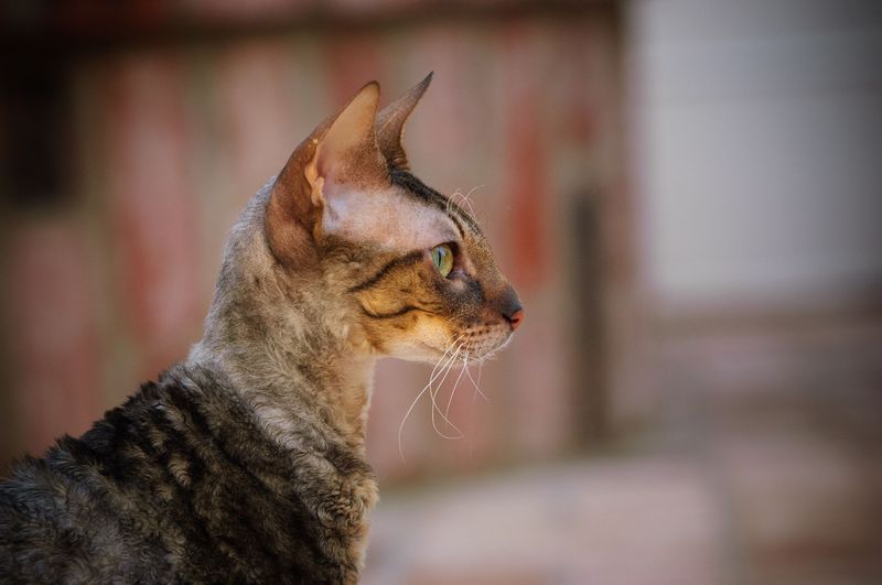 Ticked Tabby Cornish Rex