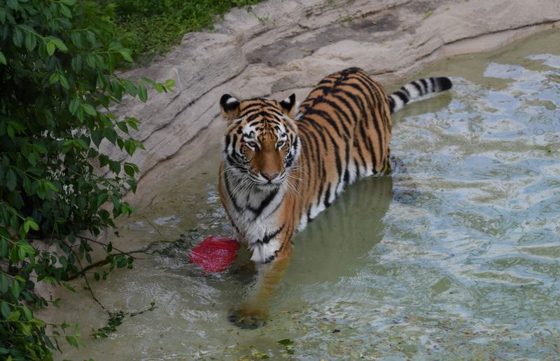 Tigers Chuff Instead of Purring