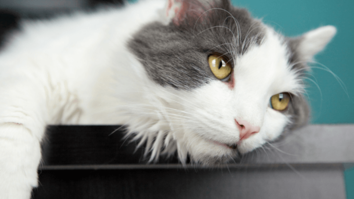 Time’s Ticking! 15 Signs Your Cat Is Aging Quicker Than You Think