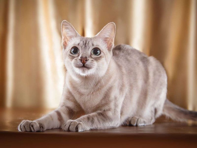 Tonkinese