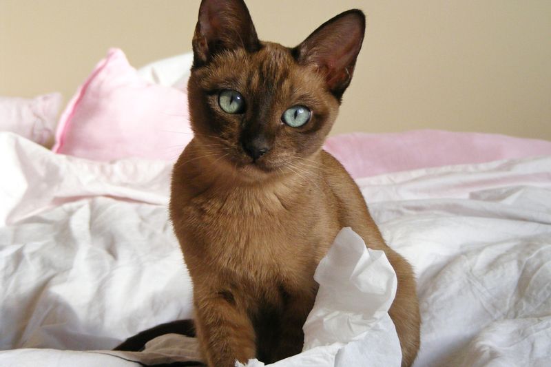 Tonkinese