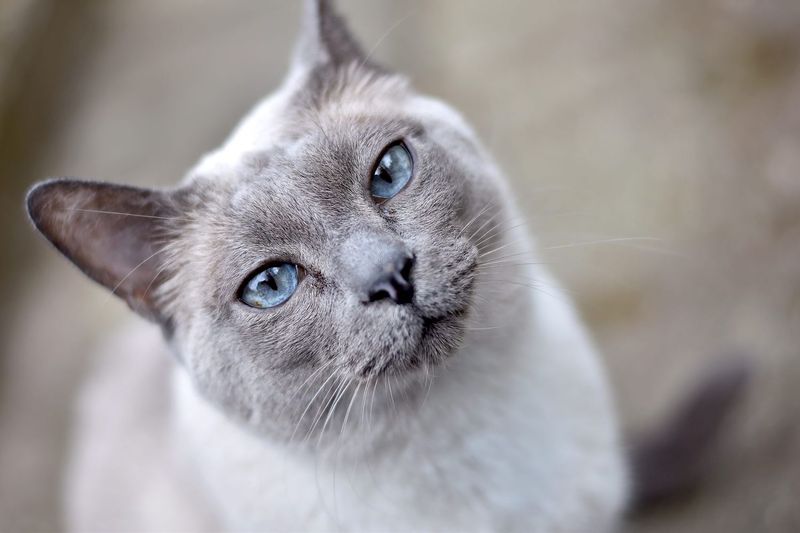 Tonkinese