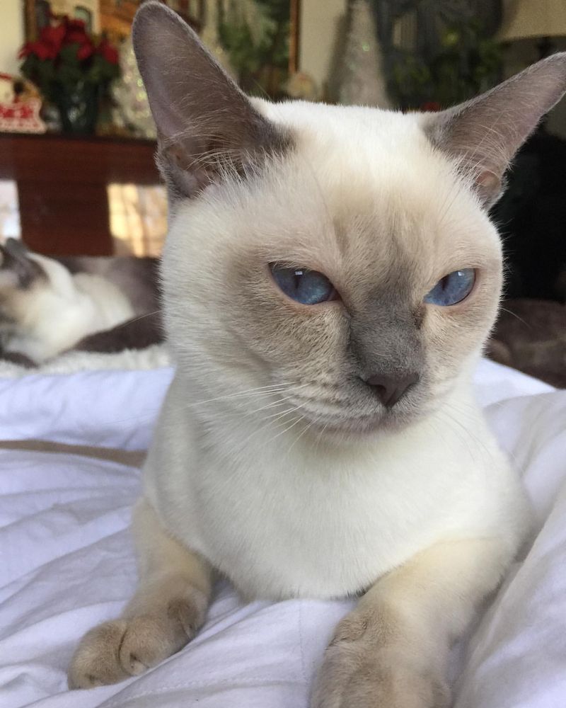 Tonkinese