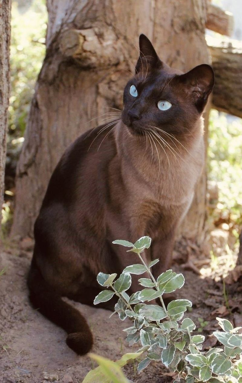 Tonkinese