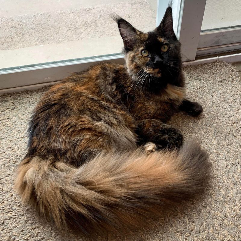 Tortoiseshell (Tortie)