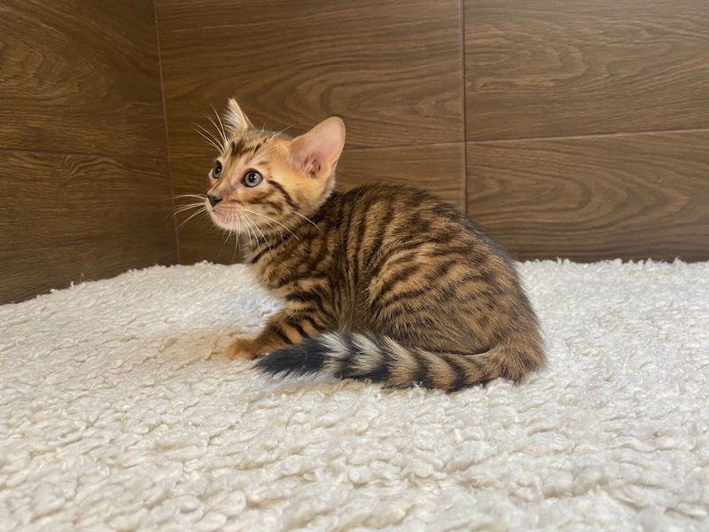 Toyger