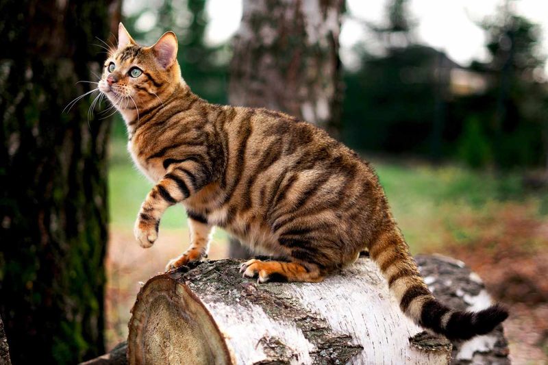 Toyger