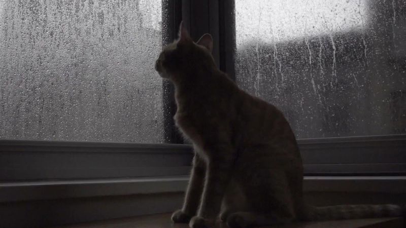 Tracking Weather Changes 🌧️😾