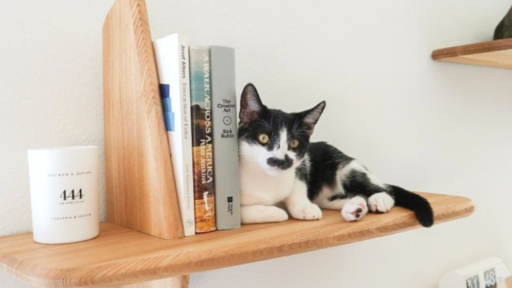 Transform Your Home into a Cat Haven with These 10 Tips