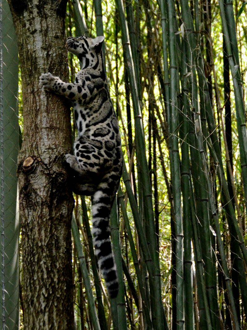 Tree-Climbing Experts