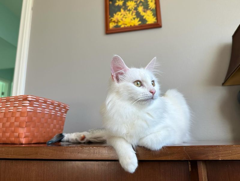 Turkish Angora