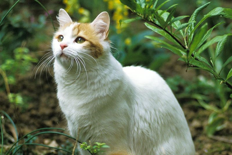 Turkish Van