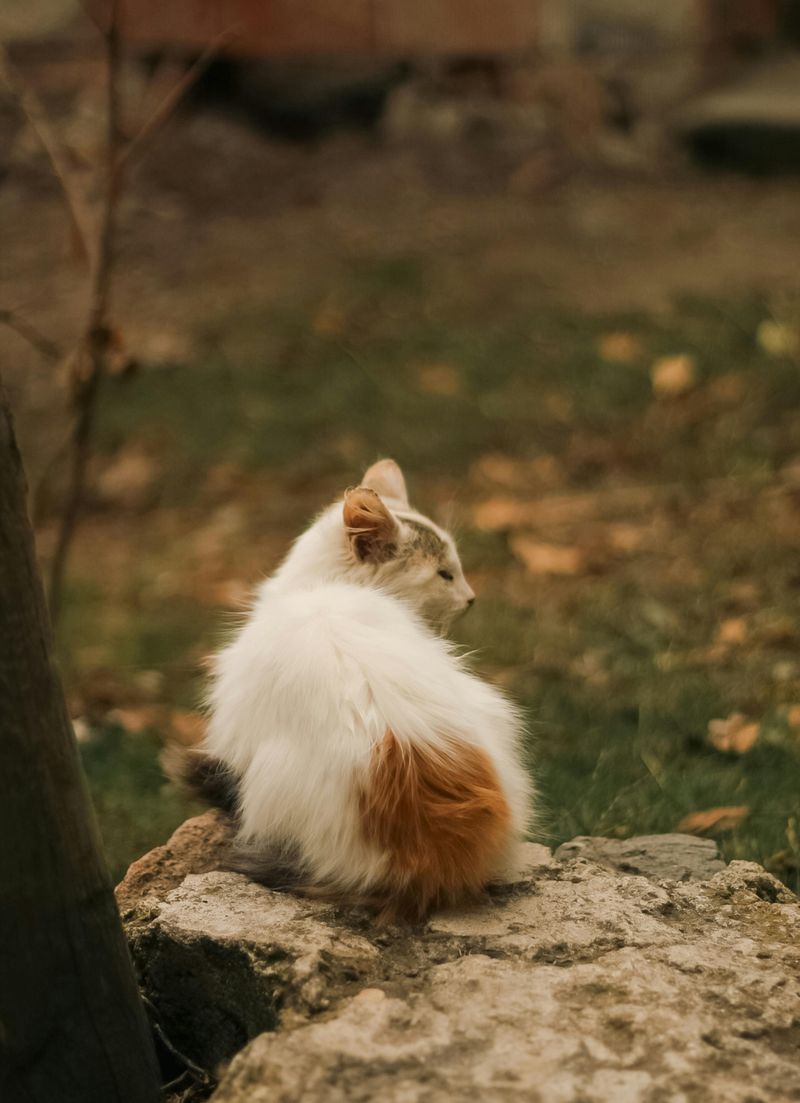 Turkish Van