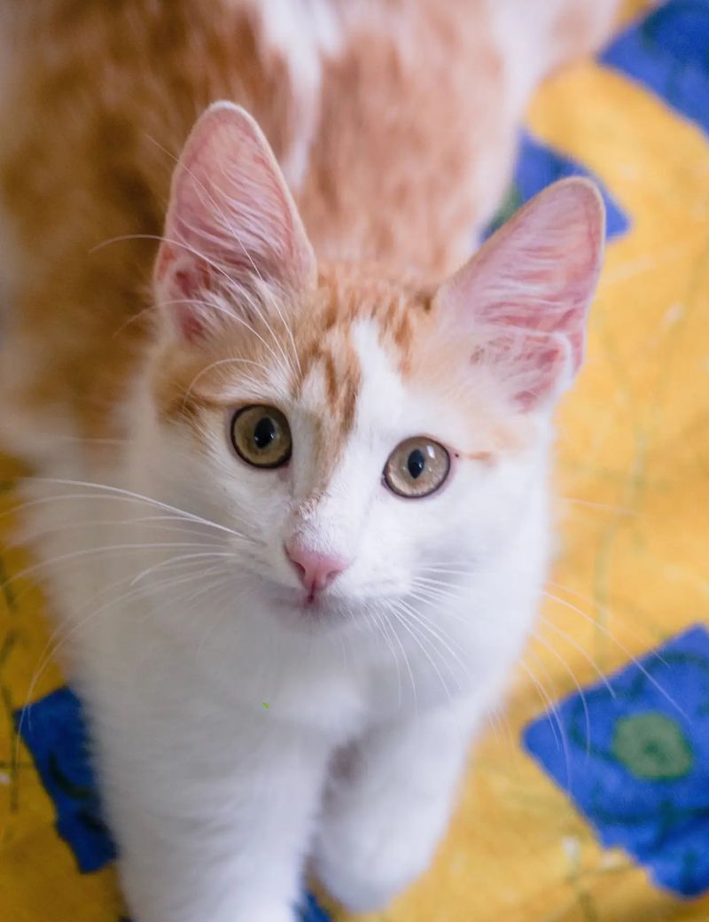 Turkish Van