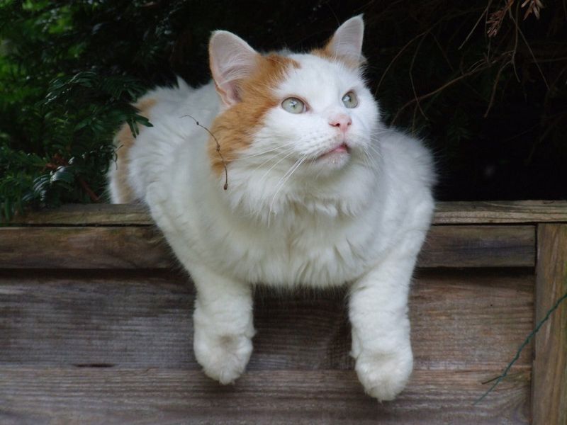 Turkish Van