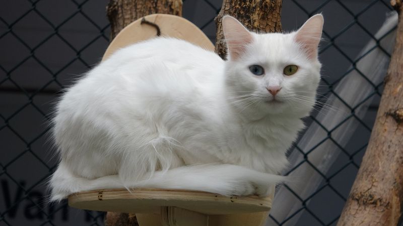 Turkish Van