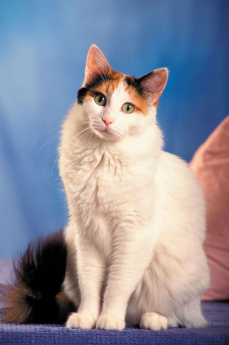 Turkish Van