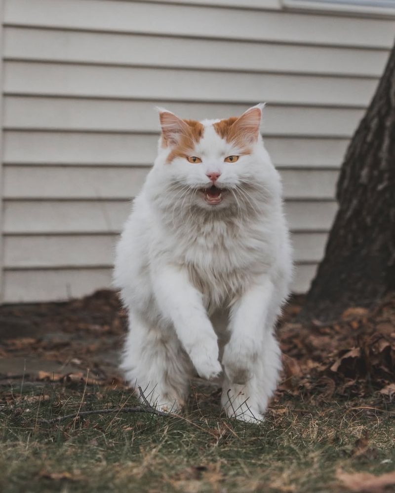 Turkish Van