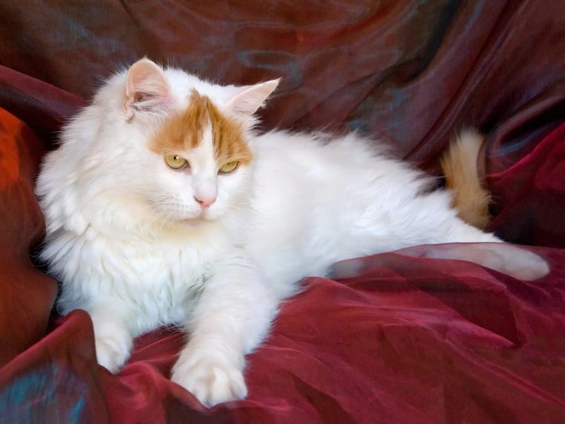 Turkish Van