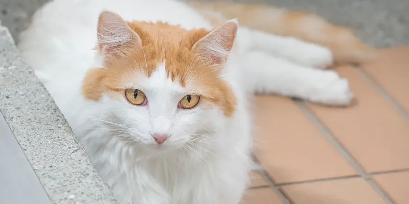 Turkish Van